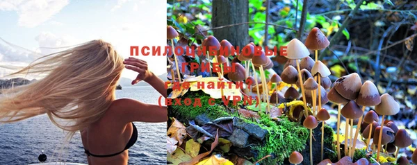 прущие грибы Аркадак